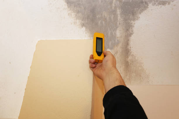 Professional Mold Inspection, Removal & Remediation in Oracle, AZ