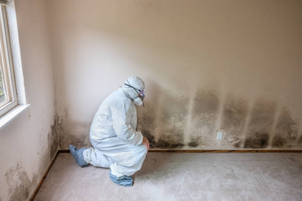 Mold Documentation for Insurance Claims in Oracle, AZ