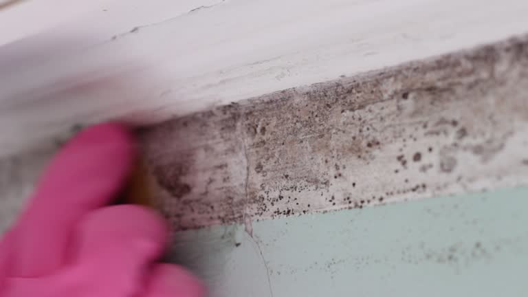 Mold Remediation for Vacation Homes in Oracle, AZ